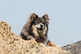 CHIEN FINNOIS DE LAPONIE 122